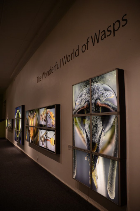Wasp_exhibition__DSC3453